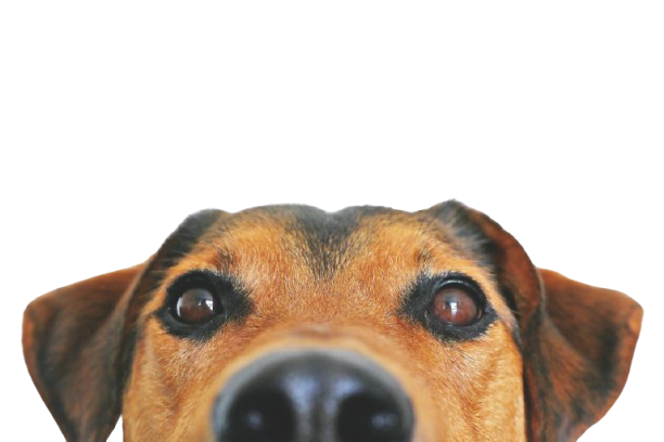 Cão e Gato